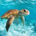 General Knowledge Quiz 43